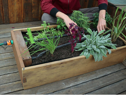 caixa de madeira com hortaliças comestiveis plantadas e sendo colhidas por mãos de uma pessoa
